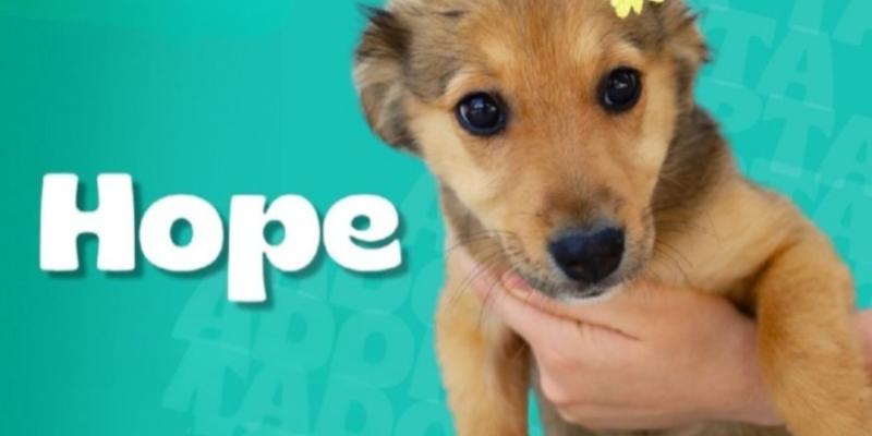 Conozca a Bella, Hope y Sadie