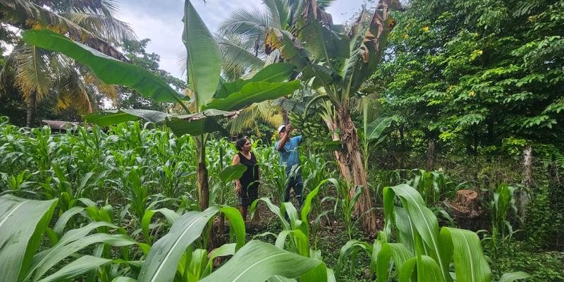 En Petén fortalecen el manejo de cultivos y aves de engorde