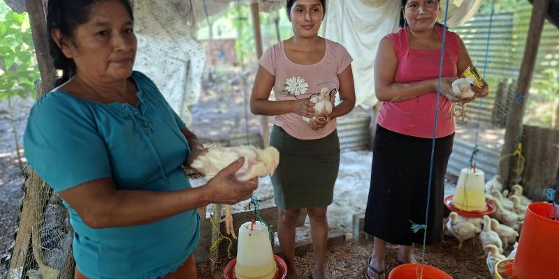 Mujeres de Purushila transforman su economía con emprendimiento avícola
