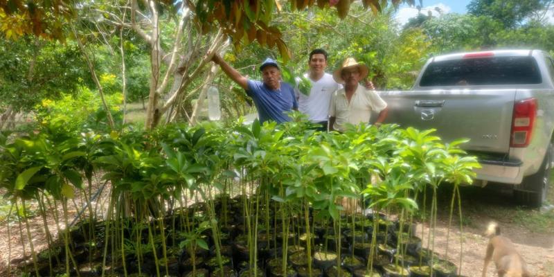 Productores fortalecen la producción de aguacate en Petén
